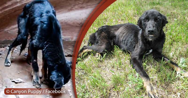 لکی وادی کتے! ویران کتا گرینڈ وادی کے دامن میں پایا گیا جسے ایک مہربان شخص نے بچایا تھا