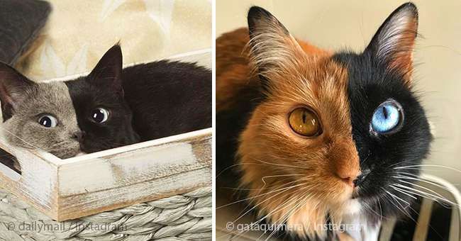 Supermodel katte? Venus og Quimera har de mest fantastiske Instagram-konti