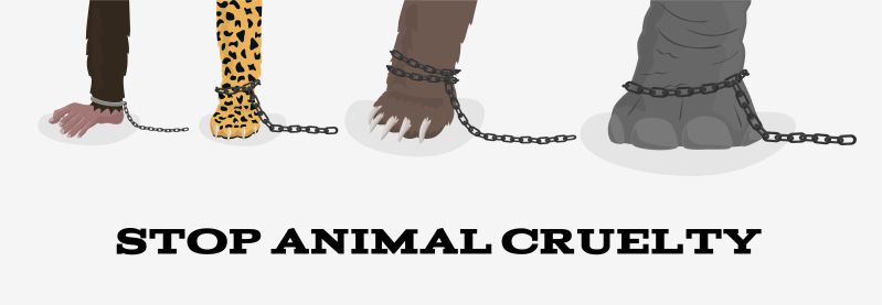 Types d'abus d'animaux: de la simple négligence des propriétaires aux fermes à fourrure et aux combats de chiens