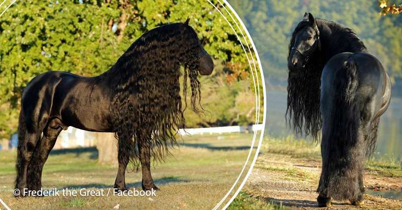 Visu laiku skaistākais zirgs! Šī melnā skaistule apdullina ar savu perfekto formu un uzbūvi