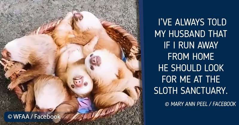 Hoàn toàn đáng yêu: Giỏ những con lười được cứu sống này có thể làm tan chảy trái tim!