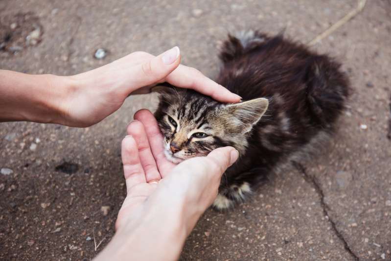 Terdapat Berbagai Cara Untuk Membantu Haiwan yang Disalahgunakan Walaupun Anda Tidak Dapat Mengadopsinya! Kucing liar yang ditinggalkan sedang dibelai oleh seseorang