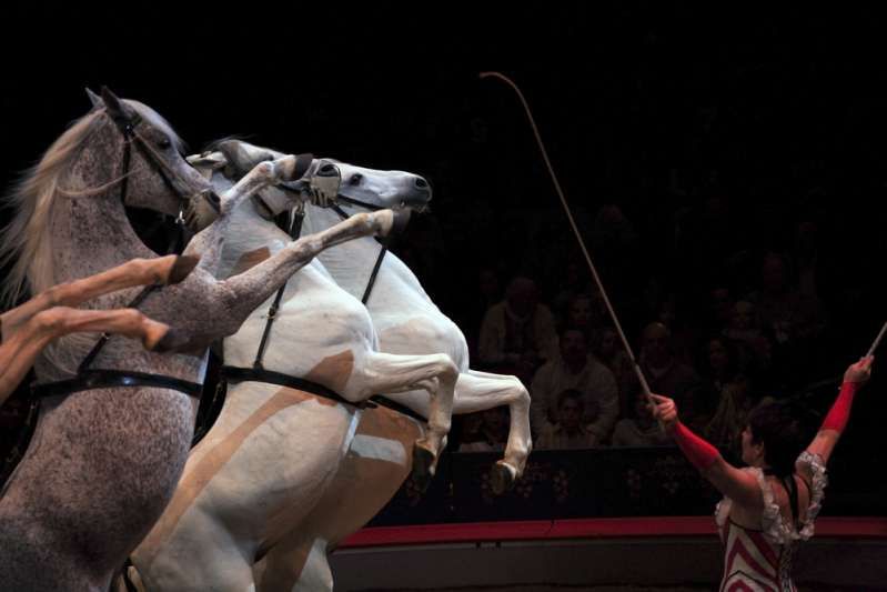 Les representacions de circ són impressionants, però darrere de la bella imatge s’amaga un horrible abús animal