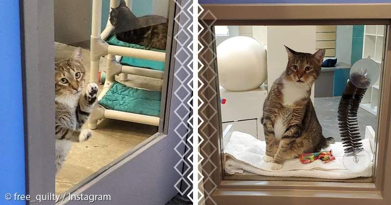 Запознайте се с Quilty: Shelter Cat и Master Of Escape, който организира масивен затвор, освобождавайки всичките си котешки приятели