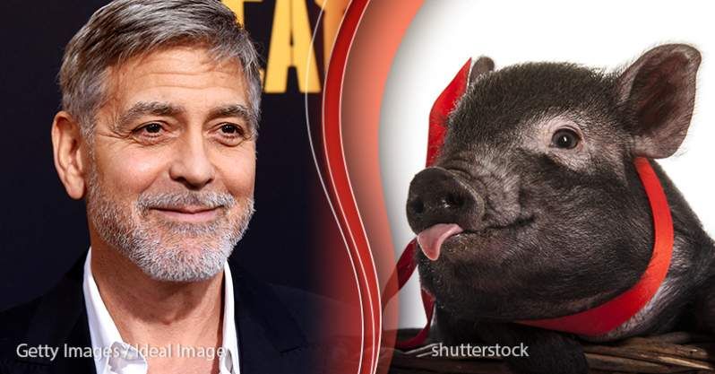 Pig Over Family: George Clooney va dedicar 18 anys de la seva vida al seu porc de 300 lliures, compartint un dormitori i viatjant junts