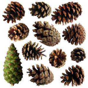 Tutorial Cara Menanam Pokok Pinus Dari Benih Di Rumah