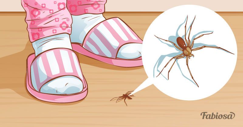 10 лесни средства за отстраняване на паяци
