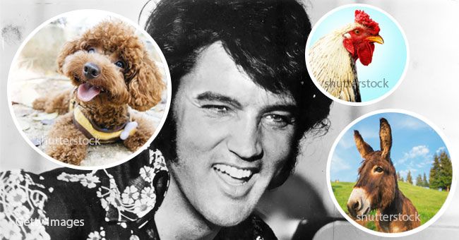 Elvis Presley And Pets: Den lite omtalte kjærligheten han hadde til dyr