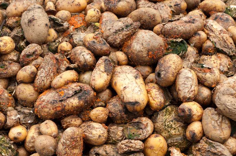 Gadis berusia 8 tahun menjadi yatim piatu setelah kentang busuk menghapuskan seluruh keluarganya