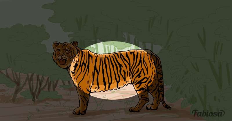 Det er en vanskelig oppgave! Det er 2 tigre på dette bildet, kan du finne den skjulte?
