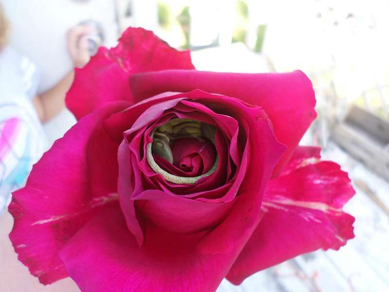 Приказка за легло от рози: Снимки на дремещ гущер, сгушен в роза, разтопи сърцата на интернет зрителите