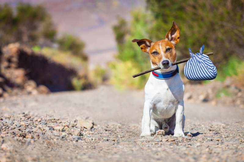 Vše kvůli jednomu milujícímu dotyku: Tento toulavý pes šel z teroru na nejšťastnější štěně na světě