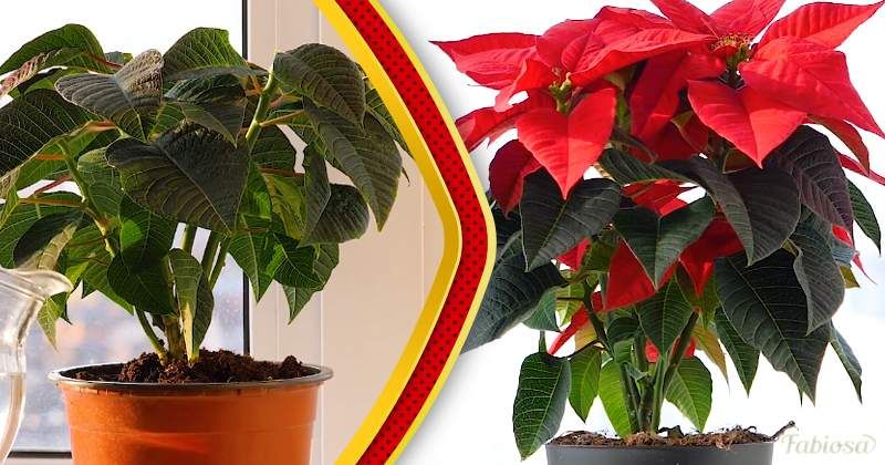 Jak udělat vánoční hvězda znovu na Vánoce: 3 tipy a triky pro péči o rostliny