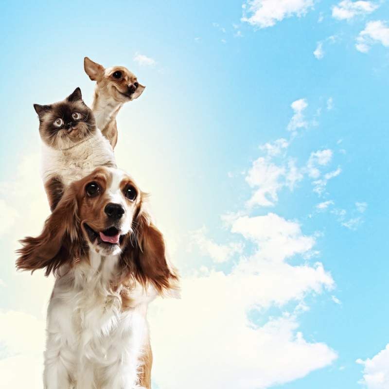 오늘의 농담! 개 두 마리와 고양이 한 마리가 신을 만나다! 개 두 마리와 고양이 한 마리가 신을 만나다! 개 두 마리와 고양이 한 마리가 신을 만나다! 두 마리의 개와 고양이가 신을 만나다